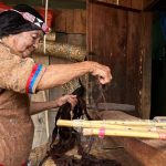 Kain Kulit Kayu Tradisi Orang Kulawi Berjuang Agar Tidak Punah