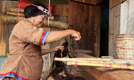 Kain Kulit Kayu Tradisi Orang Kulawi Berjuang Agar Tidak Punah
