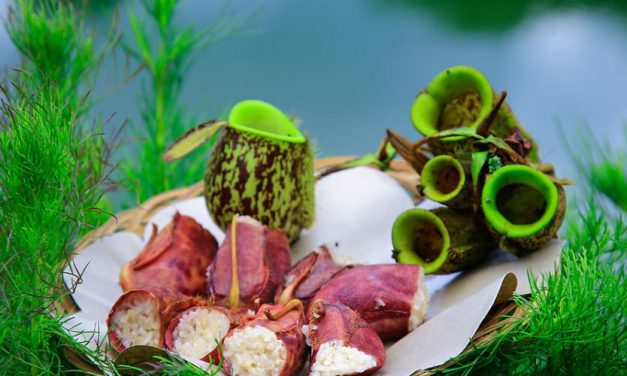 Menikmati Lemang Kantong Semar, Kuliner Langka Khas Kerinci