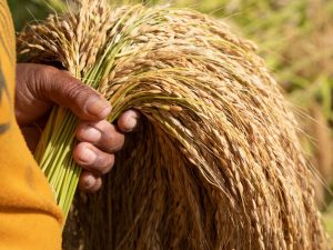 Ilmuwan Belanda Ciptakan Beras Varietas Baru Untuk Lahan Asin
