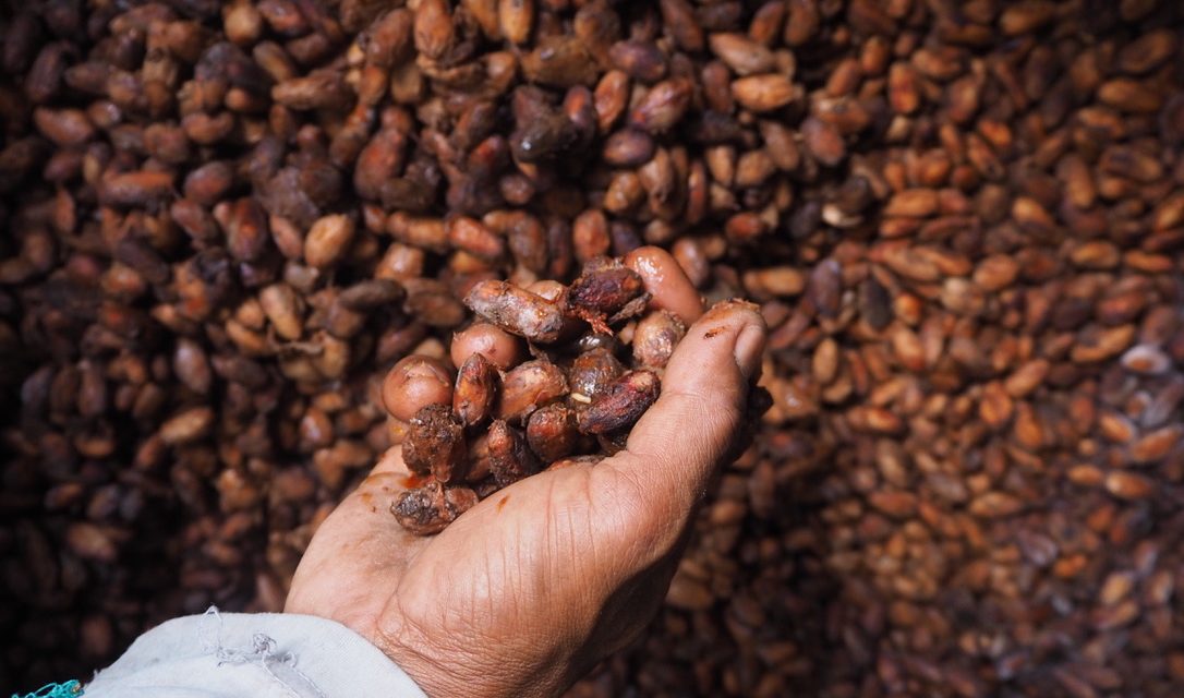 Rahasia Gelombang Dingin Andes Yang Siksa Petani Kakao Peru