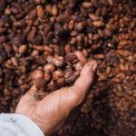 Rahasia Gelombang Dingin Andes Yang Siksa Petani Kakao Peru