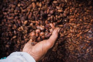 Rahasia Gelombang Dingin Andes Yang Siksa Petani Kakao Peru
