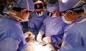 Massachusetts General Hospital Sukses Transplantasi Ginjal Babi